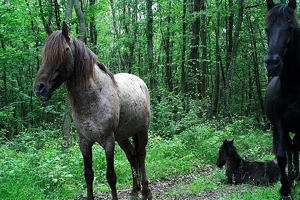 Fotokapanlar Yaban Hayatını Gözler Önüne Seriyor