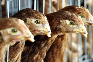 Rusya Ermenistan dan Canlı Hayvan İthalatını Neden Yasakladı