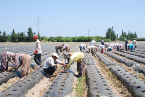 Tarımda İstihdam 5 Milyonu Aştı