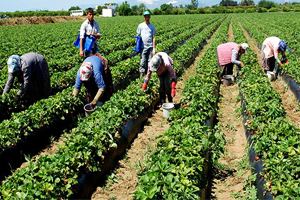 Tarım ÜFE Mayıs Ayı Verileri Açıklandı
