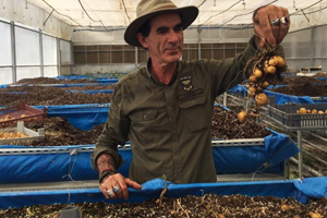 Patatesin Tadı Kalmadı