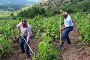 Yaprağı Meyvesinden 10 Kat Daha Pahalı