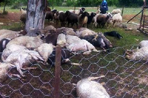 Yıldırım Düşmesi Sonucu 32 Hayvan Telef Oldu