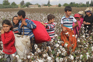 FAO Uyardı Tarım da Çocuk İşçi Sayısı Artıyor