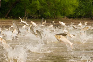 Göl ve Göletlere 5 Milyon Yavru Balık Bırakılacak