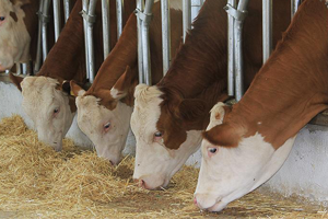 Yem Sektörü Hızla Büyüyor