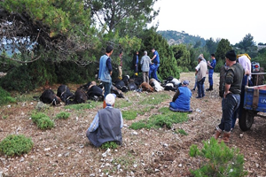 Yıldırım Düşmesi Sonucu 106 Kıl Keçisi Telef Oldu Sahibi Kriz Geçirdi