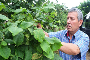 Fındık İçin Önemli Uyarı