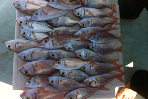 Balıkçılığa Devlet Desteği