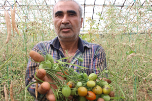 Domatesin Fiyatı Yüzde 400 Arttı