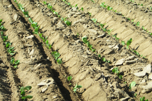 Tohum Fide ve Fidan Desteğinde Son Gün