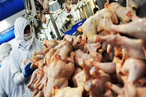 Irak İthal Edilecek Tavuk Eti Ürünlerindeki Vergiyi Yüzde 50 ye Çıkardı