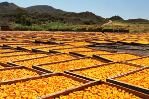 Malatyalılar Doludan Zarar Gören Kayısıları Ekonomiye Kazandırıyor