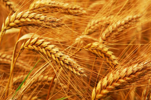 Yağış Arttı Kalite Düştü