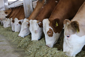 Tarım ve Hayvancılıkta Dönüşüm Şart