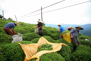 12 Bin 261 Ton Organik Çay Hasadı Yapıldı