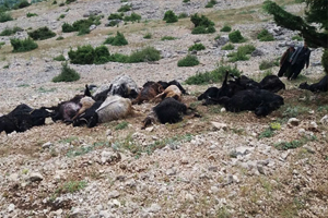 Kahramanmaraş ta Yıldırım Düşmesi Sonucu 32 Hayvan Telef Oldu