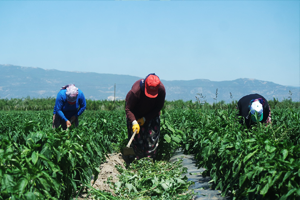 Bakanlıktan Uyarı Aynı Bitkiyi Üçüncü Kez Ekene Destek Yok