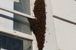 Bağcılarda Mağazaya Sığınan Arılar Panik Yarattı