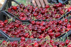 Kiraz İhracatı Yüzde 184 Arttı