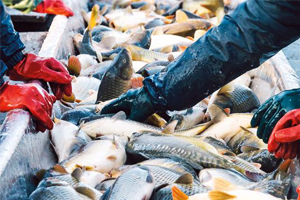 Su Ürünleri Yetiştiriciliği Üretiminde Son 15 Yılda 277 Bin Ton a Ulaşıldı