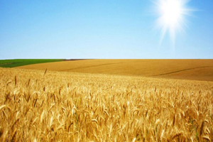 Tarım ve Orman Bakanlığının Görev ve Yetkileri Neler