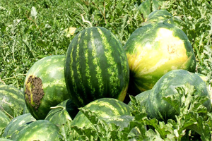 Karpuz 20 Kuruşa Düştü, Üretici İsyan Etti