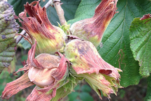 Fındık Üreticilerinin Dikkatine