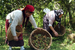 Fındık Rekoltesinde Düşüş Bekleniyor