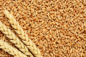 TMO dan Sukuk İhracatı