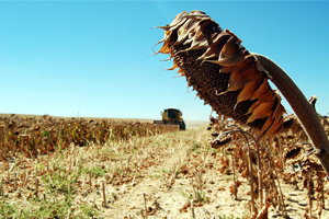 Ayçiçeğinde Fiyat Ayçiçeği/Buğday Paritesine Göre Belirlenmeli