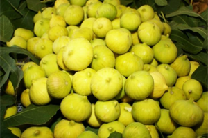 Erken Başlayan İncir Hasadı Üreticinin Yüzünü Güldürdü