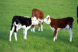 Buzağı Desteklemesi Başvuruları Alınmaya Başlandı