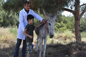 Ölüme Terk Edilen Eşeğe Sahip Çıktılar