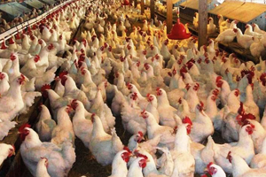 8 Ayda Yüzde 200 Zam