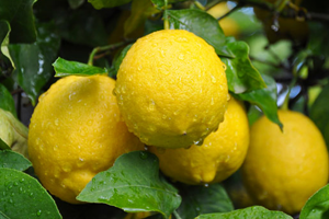 Limon Fiyatları Cep Yakıyor