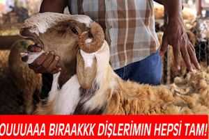 Kurban Bayramlarında Görmeye Alışık Olduğumuz 7 İlginç Manzara