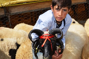 5 Boynuzlu Koç Pazarın İlgi Odağı Oldu