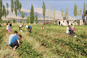 İhtiyacı Olan Kendi Ürününü Kendi Topluyor