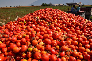 Salçalık Domates Hasadı Başladı