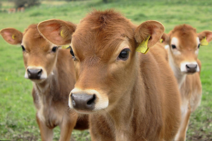 Buzağı Desteklerinde Son 3 Gün