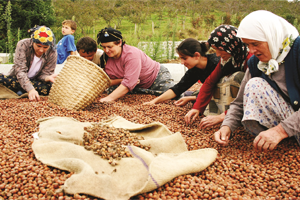 Piyasaya Girecek Fındığı Emanete Bırakmayın