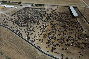 Tarım ve Orman Bakanı ndan Şarbon Açıklaması