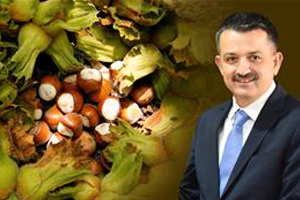 Fındık Üreticilerinin Mağduret Yaşamaması İçin Her Türlü Önlem Alınmıştır