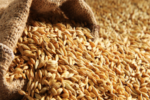 Arpa Alımları Devam Edecek