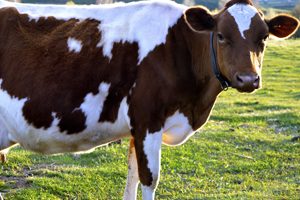 İnekli Evlilik Teklifi