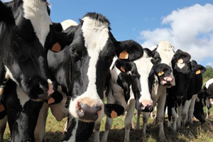 FETÖ nün İnekleri Satışa Çıktı