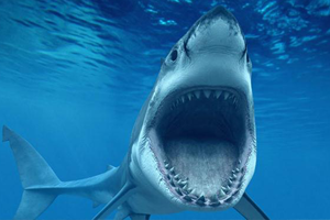 Köpek Balıkları Vejetaryen Olabiliyor