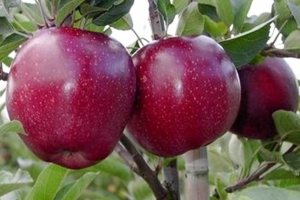 Bodur Elma Hasadı Başladı