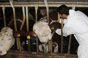 İthal Hayvan Denetiminde Veteriner Zorunluluğu Kaldırıldı